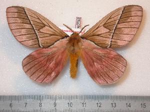  (Pseudodirphia regia - BC-Dec0792)  @16 [ ] Copyright (2010) Thibaud Decaens Research Collection of Thibaud Decaens