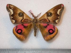  ( - BC-Dec0815)  @14 [ ] Copyright (2010) Thibaud Decaens Research Collection of Thibaud Decaens