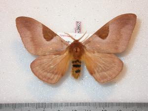  ( - BC-Dec0927)  @14 [ ] Copyright (2010) Thibaud Decaens Research Collection of Thibaud Decaens