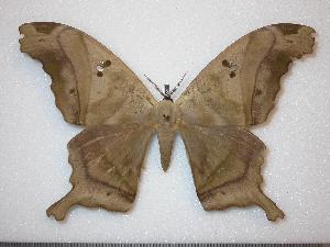  ( - BC-Dec0099)  @14 [ ] Copyright (2010) Thibaud Decaens Research Collection of Thibaud Decaens