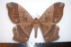  ( - BC-Dec1087)  @14 [ ] Copyright (2010) Thibaud Decaens Research Collection of Thibaud Decaens