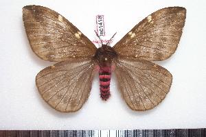  (Paradirphia cavichensis - BC-Dec1418)  @14 [ ] Copyright (2010) Thibaud Decaens Research Collection of Thibaud Decaens