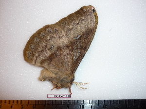  ( - BC-Dec1448)  @12 [ ] Copyright (2010) Thibaud Decaens Research Collection of Thibaud Decaens
