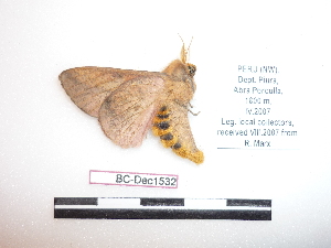  ( - BC-Dec1532)  @12 [ ] Copyright (2010) Thibaud Decaens Research Collection of Thibaud Decaens