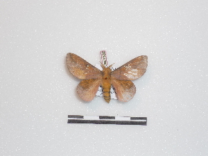  ( - BC-Dec1532)  @13 [ ] Copyright (2010) Thibaud Decaens Research Collection of Thibaud Decaens