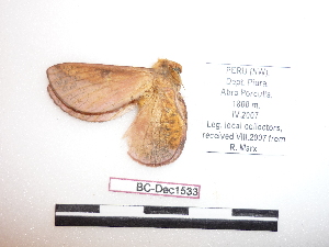  ( - BC-Dec1533)  @12 [ ] Copyright (2010) Thibaud Decaens Research Collection of Thibaud Decaens