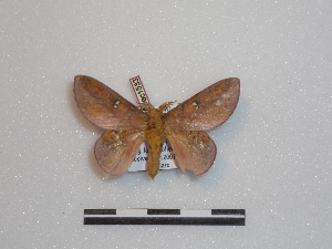  ( - BC-Dec1533)  @14 [ ] Copyright (2010) Thibaud Decaens Research Collection of Thibaud Decaens