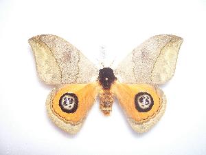  ( - BC-Dec0978)  @13 [ ] Copyright (2010) Thibaud Decaens Research Collection of Thibaud Decaens