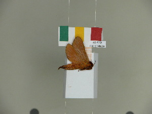 (Aepytus bierdemanni - CGCM 49619)  @11 [ ] by-nc-sa (2024) Carlos G.C. Mielke University of Curitiba