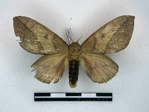  ( - BC-Dec2859)  @11 [ ] by-nc-sa (2024) Thibaud Decaëns Universite Montpellier, CEFE Lab