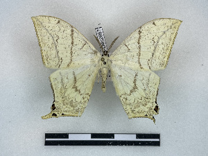  ( - BC-Dec2867)  @11 [ ] by-nc-sa (2024) Thibaud Decaëns Universite Montpellier, CEFE Lab