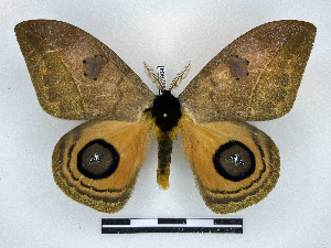  ( - BC-Dec2904)  @11 [ ] by-nc-sa (2024) Thibaud Decaëns Universite Montpellier, CEFE Lab