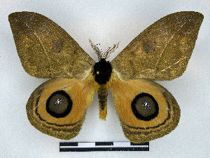  ( - BC-Dec2905)  @11 [ ] by-nc-sa (2024) Thibaud Decaëns Universite Montpellier, CEFE Lab