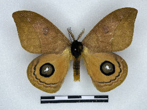  ( - BC-Dec2926)  @11 [ ] by-nc-sa (2024) Thibaud Decaëns Universite Montpellier, CEFE Lab