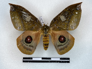  ( - BC-Dec2931)  @11 [ ] by-nc-sa (2024) Thibaud Decaëns Universite Montpellier, CEFE Lab