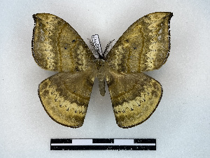  ( - BC-Dec2717)  @11 [ ] by-nc-sa (2024) Thibaud Decaëns Universite Montpellier, CEFE Lab