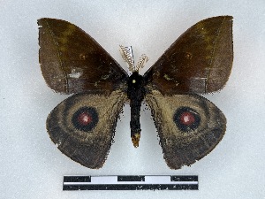  ( - BC-Dec2720)  @11 [ ] by-nc-sa (2024) Thibaud Decaëns Universite Montpellier, CEFE Lab