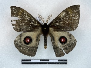  ( - BC-Dec2721)  @11 [ ] by-nc-sa (2024) Thibaud Decaëns Universite Montpellier, CEFE Lab