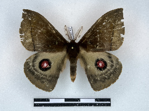  ( - BC-Dec2722)  @11 [ ] by-nc-sa (2024) Thibaud Decaëns Universite Montpellier, CEFE Lab