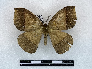  ( - BC-Dec2723)  @11 [ ] by-nc-sa (2024) Thibaud Decaëns Universite Montpellier, CEFE Lab