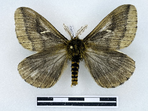  ( - BC-Dec2990)  @11 [ ] by-nc-sa (2025) Thibaud Deca&euml;ns Universite Montpellier, CEFE Lab