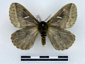  ( - BC-Dec2991)  @11 [ ] by-nc-sa (2025) Thibaud Deca&euml;ns Universite Montpellier, CEFE Lab