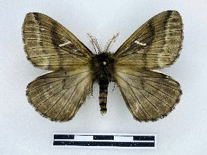  ( - BC-Dec2993)  @11 [ ] by-nc-sa (2025) Thibaud Deca&euml;ns Universite Montpellier, CEFE Lab