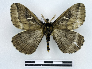  ( - BC-Dec2994)  @11 [ ] by-nc-sa (2025) Thibaud Deca&euml;ns Universite Montpellier, CEFE Lab