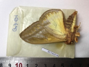  ( - BC-Dec2139)  @11 [ ] by-nc-sa (2021) Thibaud Decaëns Universite Montpellier, CEFE Lab