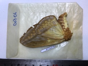  ( - BC-Dec2140)  @11 [ ] by-nc-sa (2021) Thibaud Decaëns Universite Montpellier, CEFE Lab