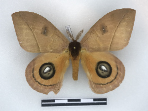  ( - BC-Dec2568)  @11 [ ] by-nc-sa (2023) Thibaud Decaëns Universite Montpellier, CEFE Lab