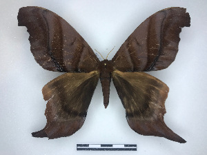  ( - BC-Dec2759)  @11 [ ] by-nc-sa (2023) Thibaud Decaëns Universite Montpellier, CEFE Lab