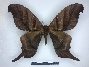  ( - BC-Dec2760)  @11 [ ] by-nc-sa (2023) Thibaud Decaëns Universite Montpellier, CEFE Lab