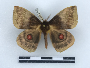  ( - BC-Dec2766)  @11 [ ] by-nc-sa (2023) Thibaud Decaëns Universite Montpellier, CEFE Lab