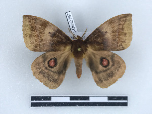  ( - BC-Dec2767)  @11 [ ] by-nc-sa (2023) Thibaud Decaëns Universite Montpellier, CEFE Lab