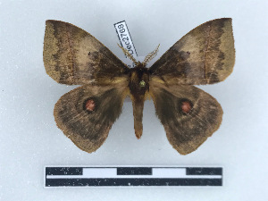  ( - BC-Dec2768)  @11 [ ] by-nc-sa (2023) Thibaud Decaëns Universite Montpellier, CEFE Lab