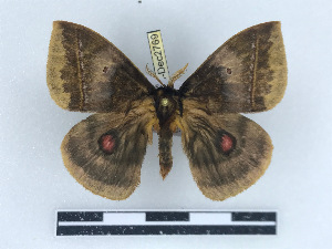  ( - BC-Dec2769)  @11 [ ] by-nc-sa (2023) Thibaud Decaëns Universite Montpellier, CEFE Lab