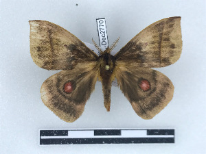  ( - BC-Dec2770)  @11 [ ] by-nc-sa (2023) Thibaud Decaëns Universite Montpellier, CEFE Lab