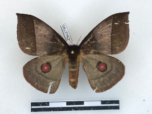  ( - BC-Dec2795)  @11 [ ] by-nc-sa (2023) Thibaud Decaëns Universite Montpellier, CEFE Lab