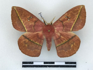  ( - BC-Dec2800)  @11 [ ] by-nc-sa (2023) Thibaud Decaëns Universite Montpellier, CEFE Lab