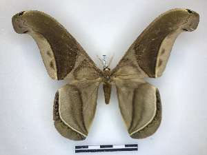  ( - BC-Dec2812)  @11 [ ] by-nc-sa (2023) Thibaud Deca&euml;ns Universite Montpellier, CEFE Lab