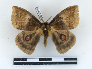  ( - BC-Dec2820)  @11 [ ] by-nc-sa (2023) Thibaud Decaëns Universite Montpellier, CEFE Lab