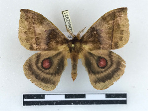  ( - BC-Dec2821)  @11 [ ] by-nc-sa (2023) Thibaud Decaëns Universite Montpellier, CEFE Lab