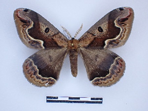  ( - BC-Dec2604)  @11 [ ] by-nc-sa (2023) Thibaud Decaëns Universite Montpellier, CEFE Lab