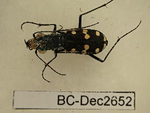  (Cephalota - BC-Dec2652)  @11 [ ] by-nc-sa (2024) Thibaud Deca&euml;ns Universite Montpellier, CEFE Lab