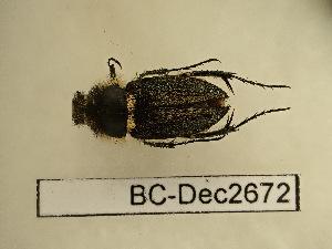  (Anthypna meles - BC-Dec2672)  @11 [ ] by-nc-sa (2024) Thibaud Decaëns Universite Montpellier, CEFE Lab