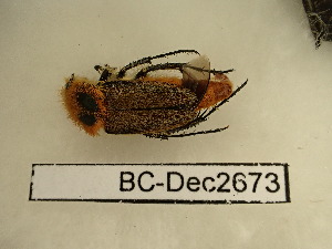  ( - BC-Dec2673)  @11 [ ] by-nc-sa (2024) Thibaud Decaëns Universite Montpellier, CEFE Lab