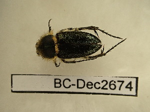  ( - BC-Dec2674)  @11 [ ] by-nc-sa (2024) Thibaud Decaëns Universite Montpellier, CEFE Lab