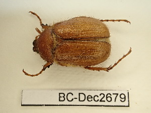  (Amphimallon fissiceps - BC-Dec2679)  @11 [ ] by-nc-sa (2024) Thibaud Deca&euml;ns Universite Montpellier, CEFE Lab