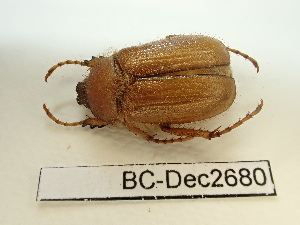  ( - BC-Dec2680)  @11 [ ] by-nc-sa (2024) Thibaud Deca&euml;ns Universite Montpellier, CEFE Lab